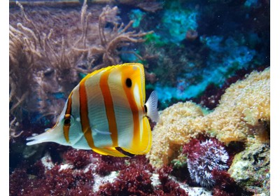 Rescue Diver tanfolyam (Mentőtúrókurzus) Hurghada